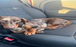 Miniature Dachshund dogs for stud: RODNEY  - Image 2