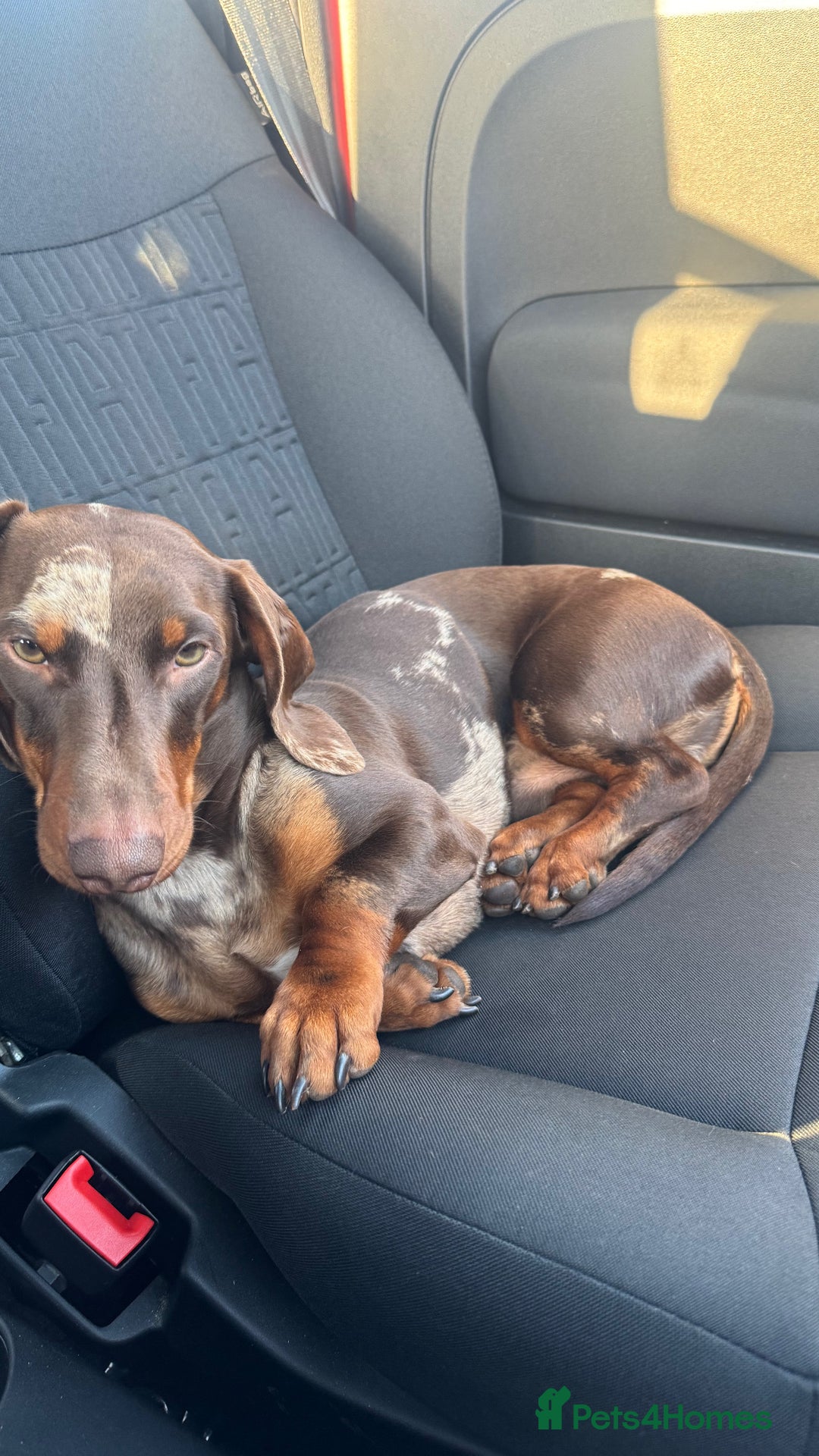 Miniature Dachshund dogs for stud: RODNEY  - Image 2