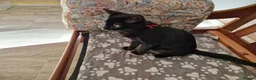 Mixed Breed cats for sale: Black half Siamese kittens & young adults for sale in Abingdon - Advert 9