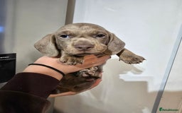 Dachshund dogs for sale: Short and long hair miniature dashund  - Image 18