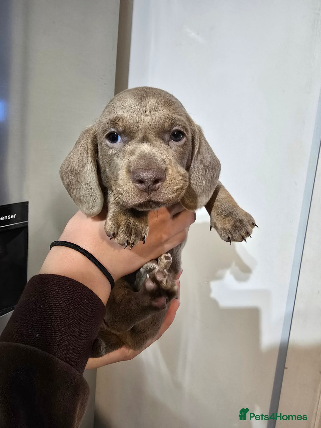 Dachshund dogs for sale: Short and long hair miniature dashund  - Image 18