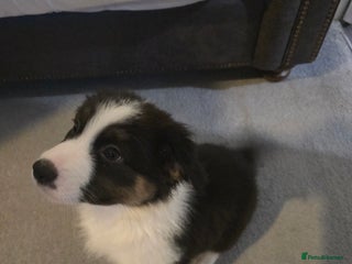 Australian Shepherd dogs - Advert 4