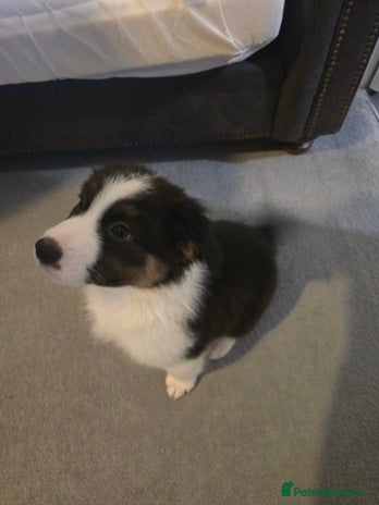 Australian Shepherd dogs - Advert 9