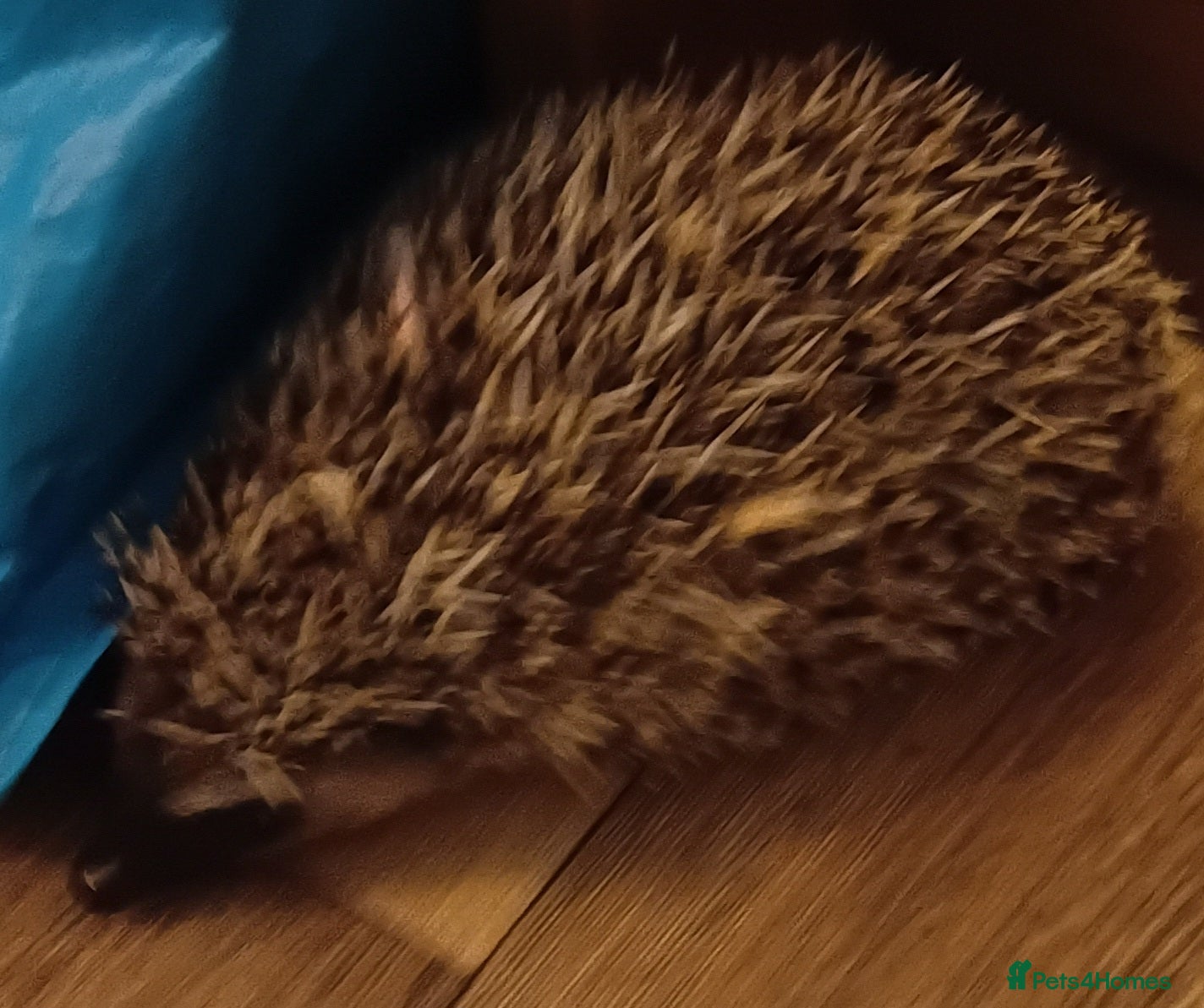 Pygmy Hedgehog rodents Barry the pygmy hedgehog  - Advert 1