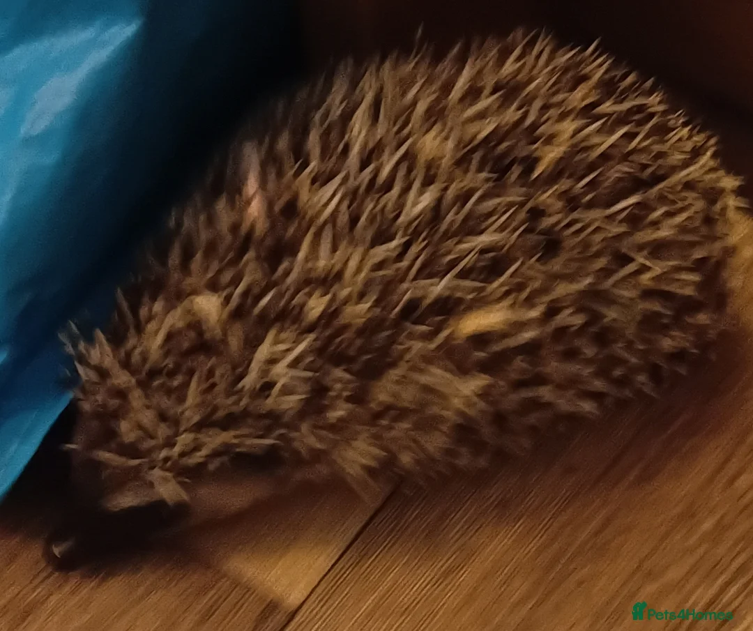 Pygmy Hedgehog rodents for sale: Barry the pygmy hedgehog  in Reading - Advert 1