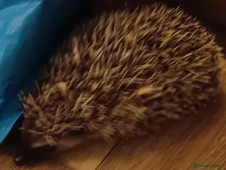 Pygmy Hedgehog rodents Barry the pygmy hedgehog - Advert 1