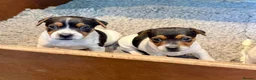 Jack Russell dogs for sale: Gorgeous little Jack Russell’s - Advert 6