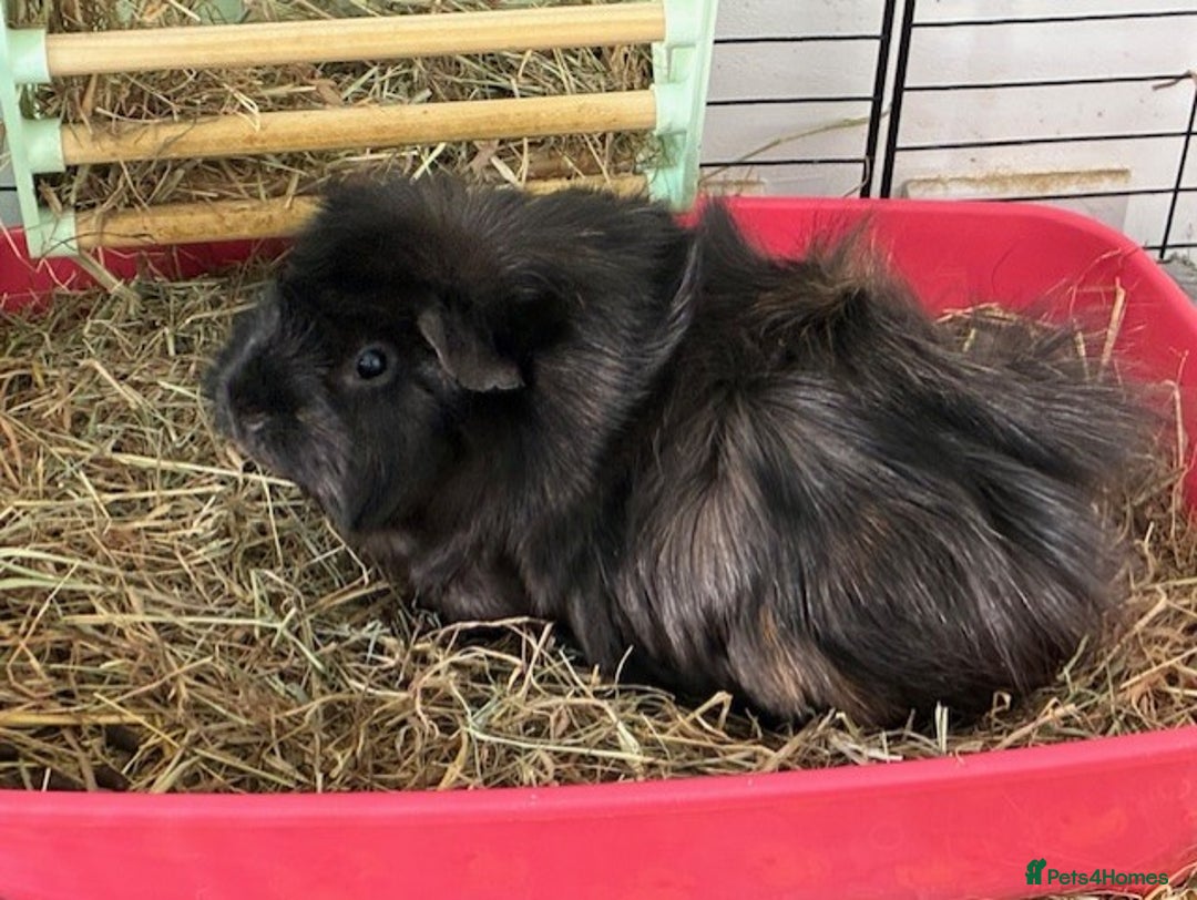 Guinea Pig rodents for sale: 4 Guinea Pigs - Advert 3