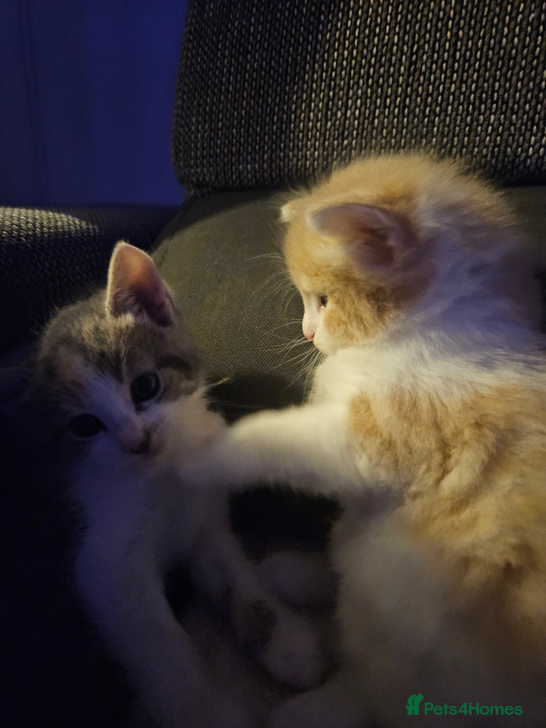 Mixed Breed cats for sale: Cute playful kittens  - Advert 13