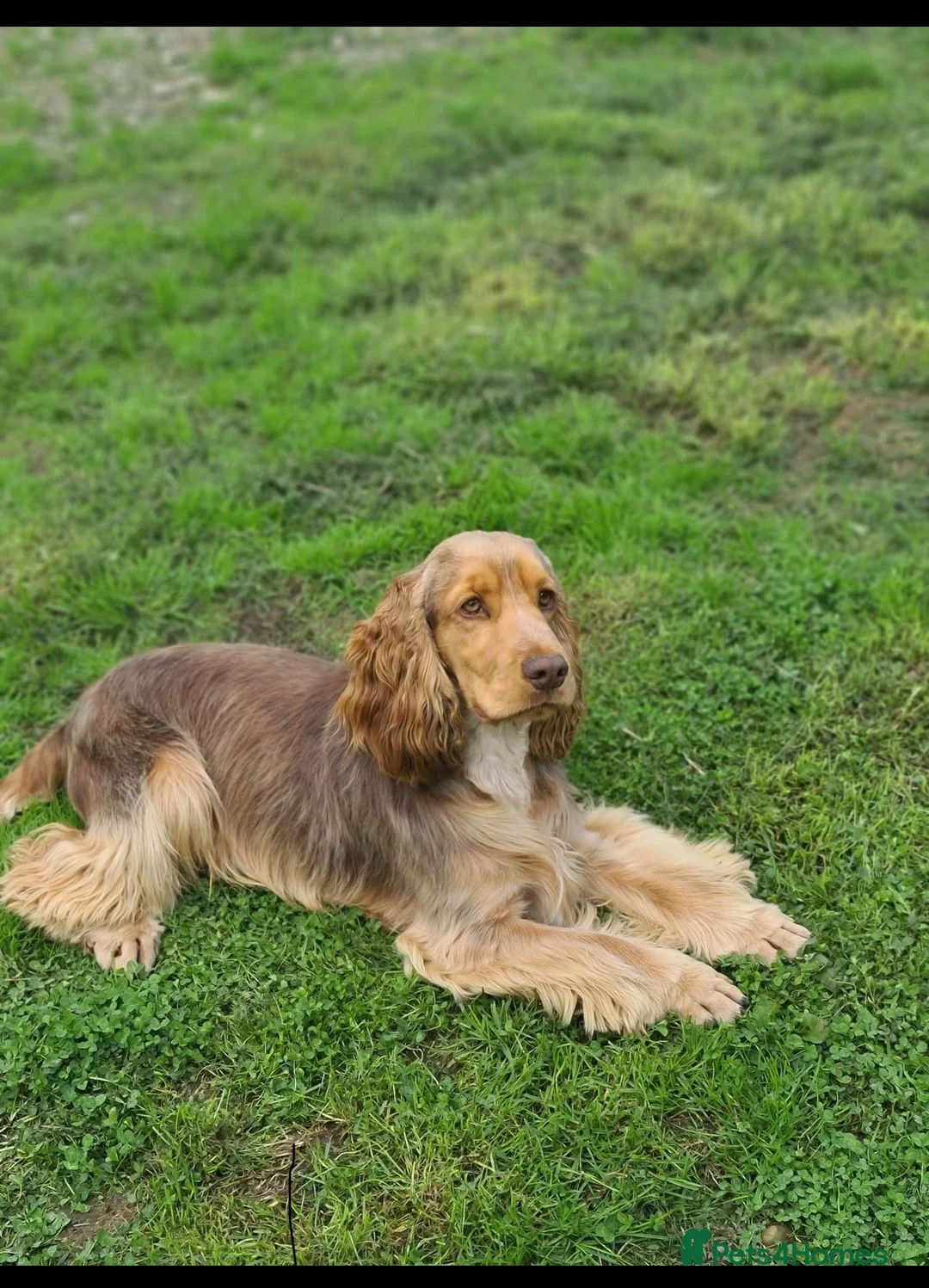 Cocker Spaniel dogs for stud: Stunning Choc Sable Show Cocker FOR STUD in Prudhoe - Advert 3