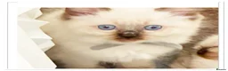Ragdoll cats for sale: 6 cute pure breed Ragdoll kittens 2 boys 4 girls  - Advert 4