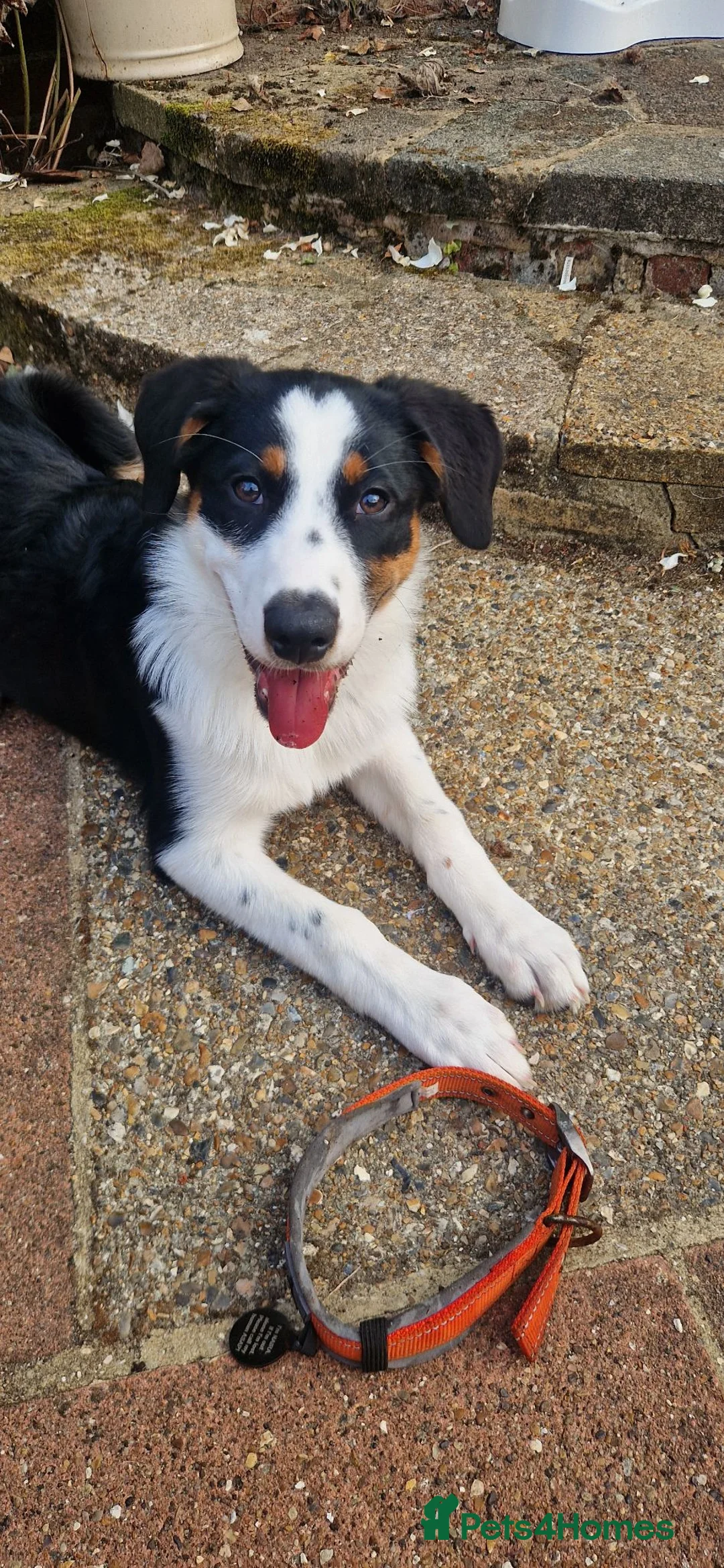 Mixed Breed dogs for sale: Beautiful & Intelligent Collie Mix Needs 4eva Home - Advert 2
