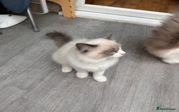 Ragdoll cats for sale: Male Ragdoll kittens - Image 4