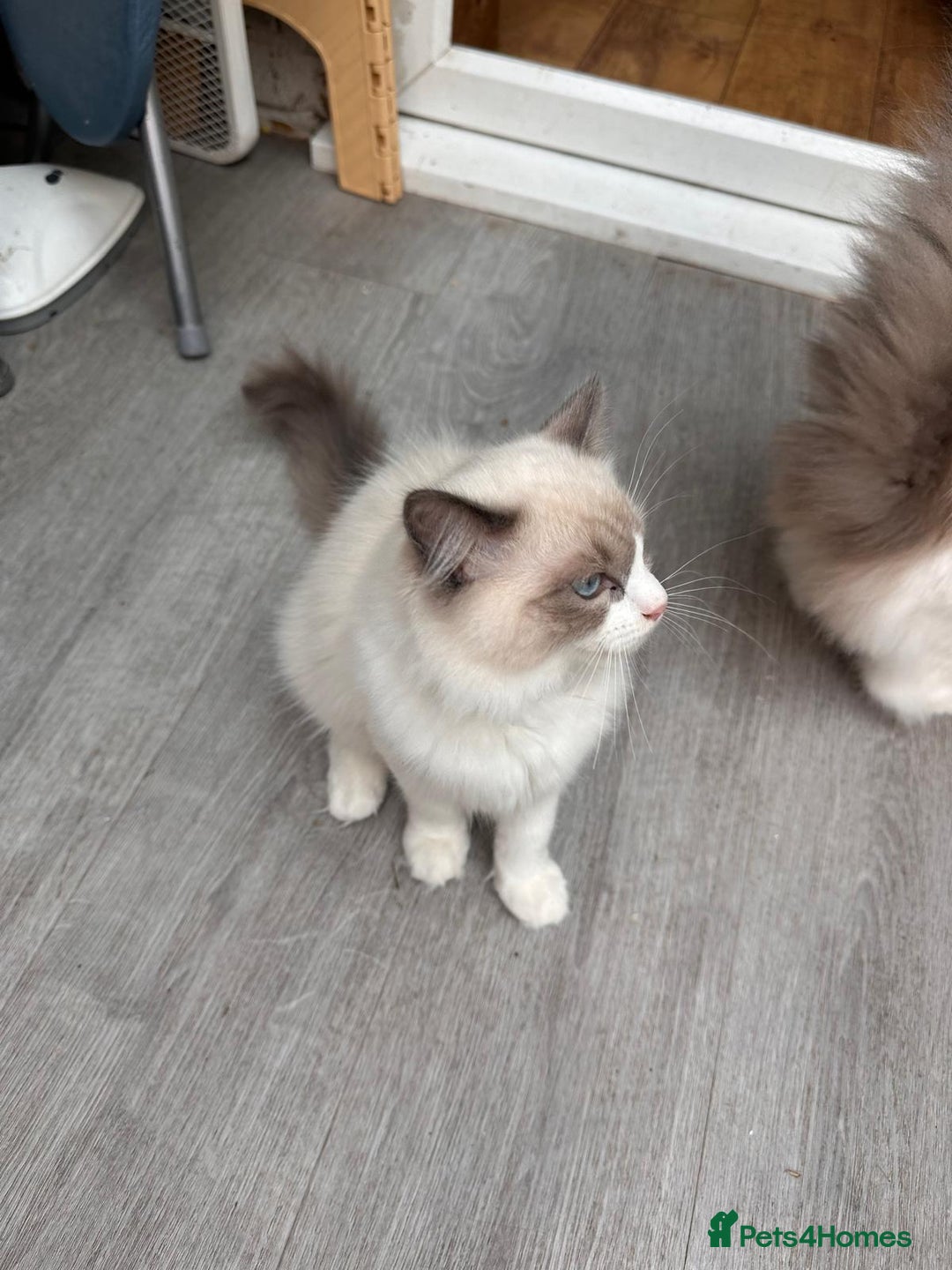 Ragdoll cats for sale: Male Ragdoll kittens - Image 4