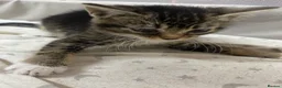 Mixed Breed cats for sale: KITTENS FOR SALE - Advert 13