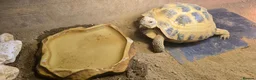 Tortoise reptiles for sale: 3-Year-Old Horsfield Tortoise + Complete Setup - Advert 5