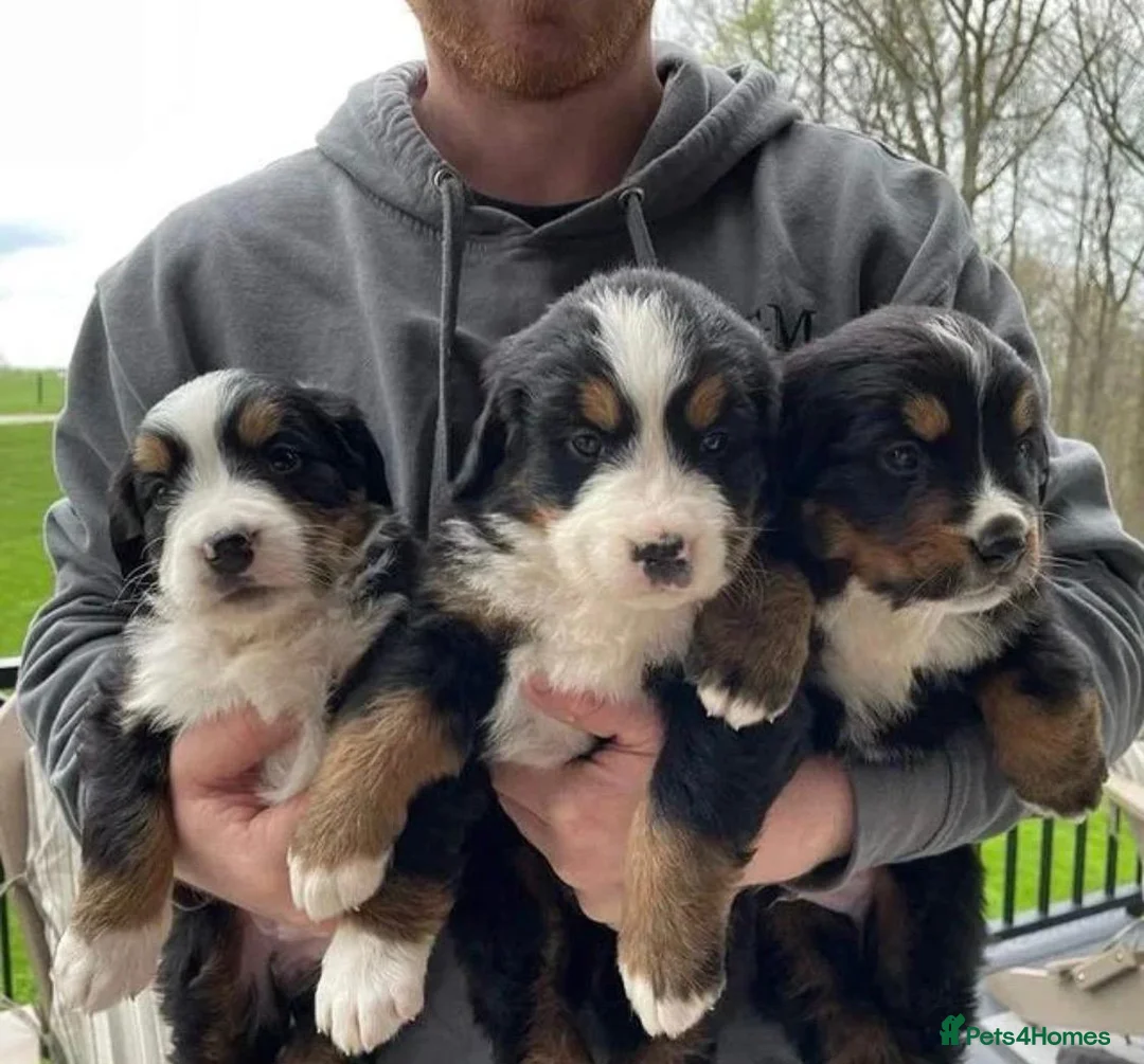 Bernese Mountain Dog dogs for sale: TITTLE....Beautiful Bernese Mountain Dog Puppies in Manchester - Advert 5