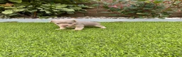 Jack Russell dogs for sale: Gorgeous Miniature Jack Russell Puppies  - Advert 27