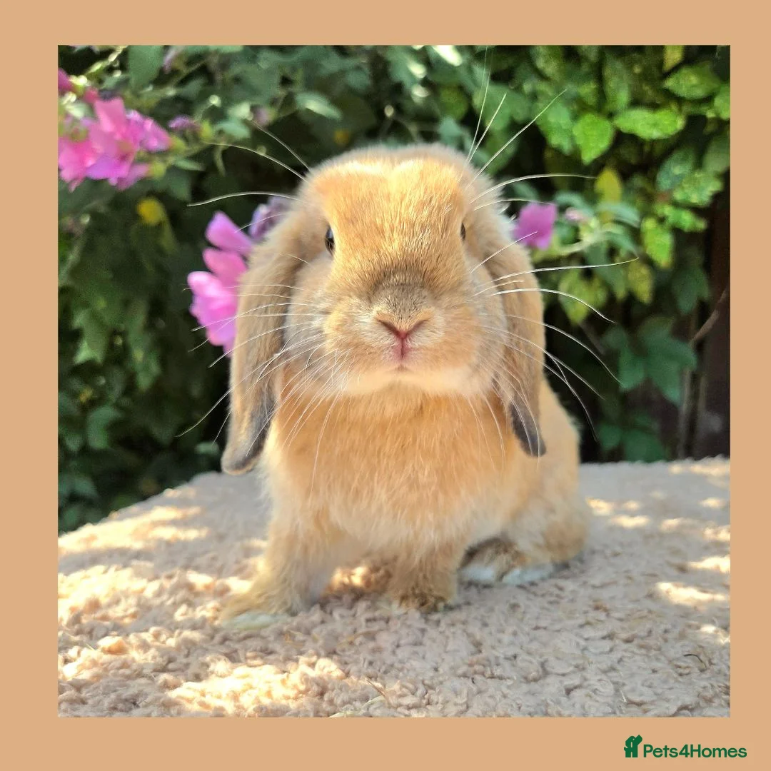 Mini Lop rabbits for sale: 🌻 Ready Now 🌻 Friendly Baby Mini Lop Buck 🌻 - Advert 2
