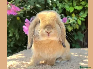 Mini Lop rabbits 🌻 Ready Now 🌻 Friendly Baby Mini Lop Buck 🌻 - Advert 3