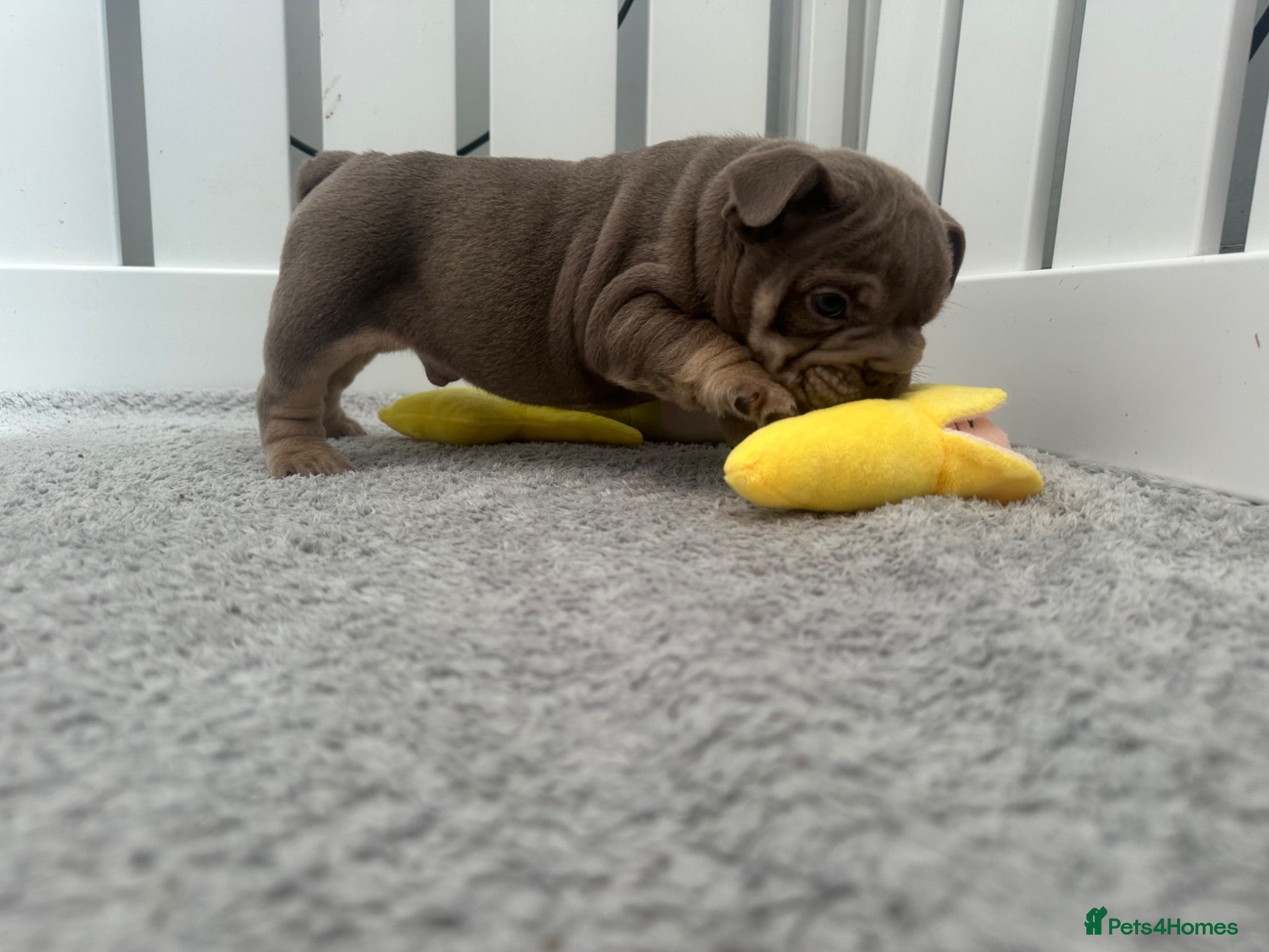 English Bulldog dogs English bulldogs (payment plan to selected buyers) - Advert 2