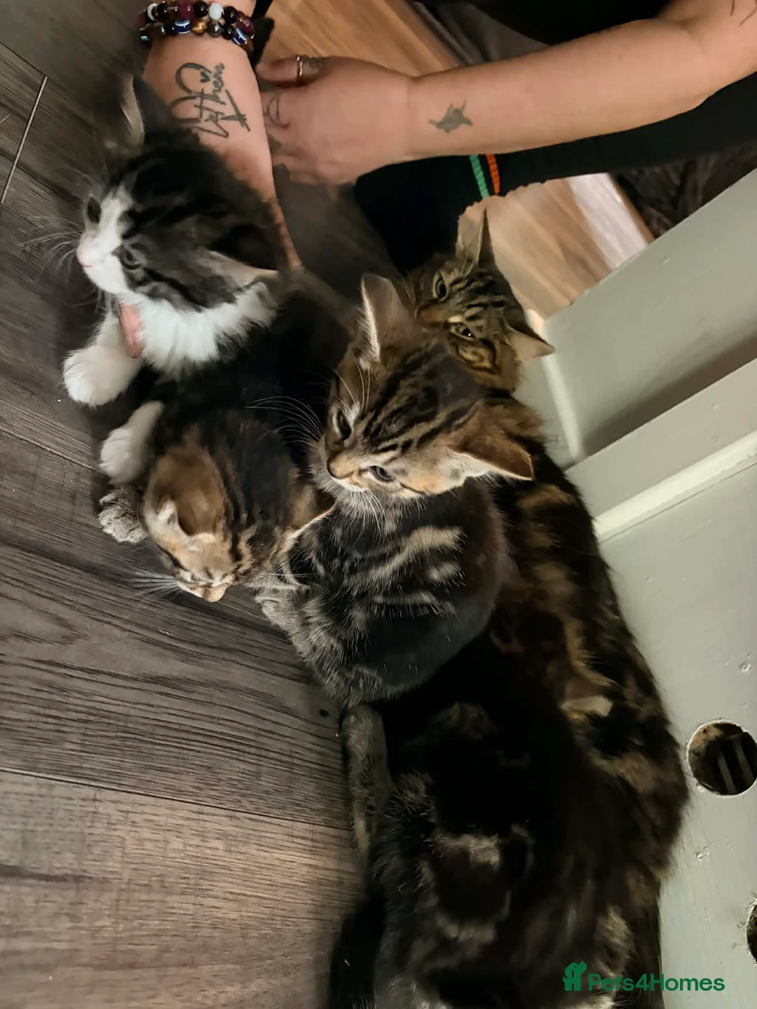 Norwegian Forest Cat cats for sale: Norwegian forest cat mixed - Advert 1