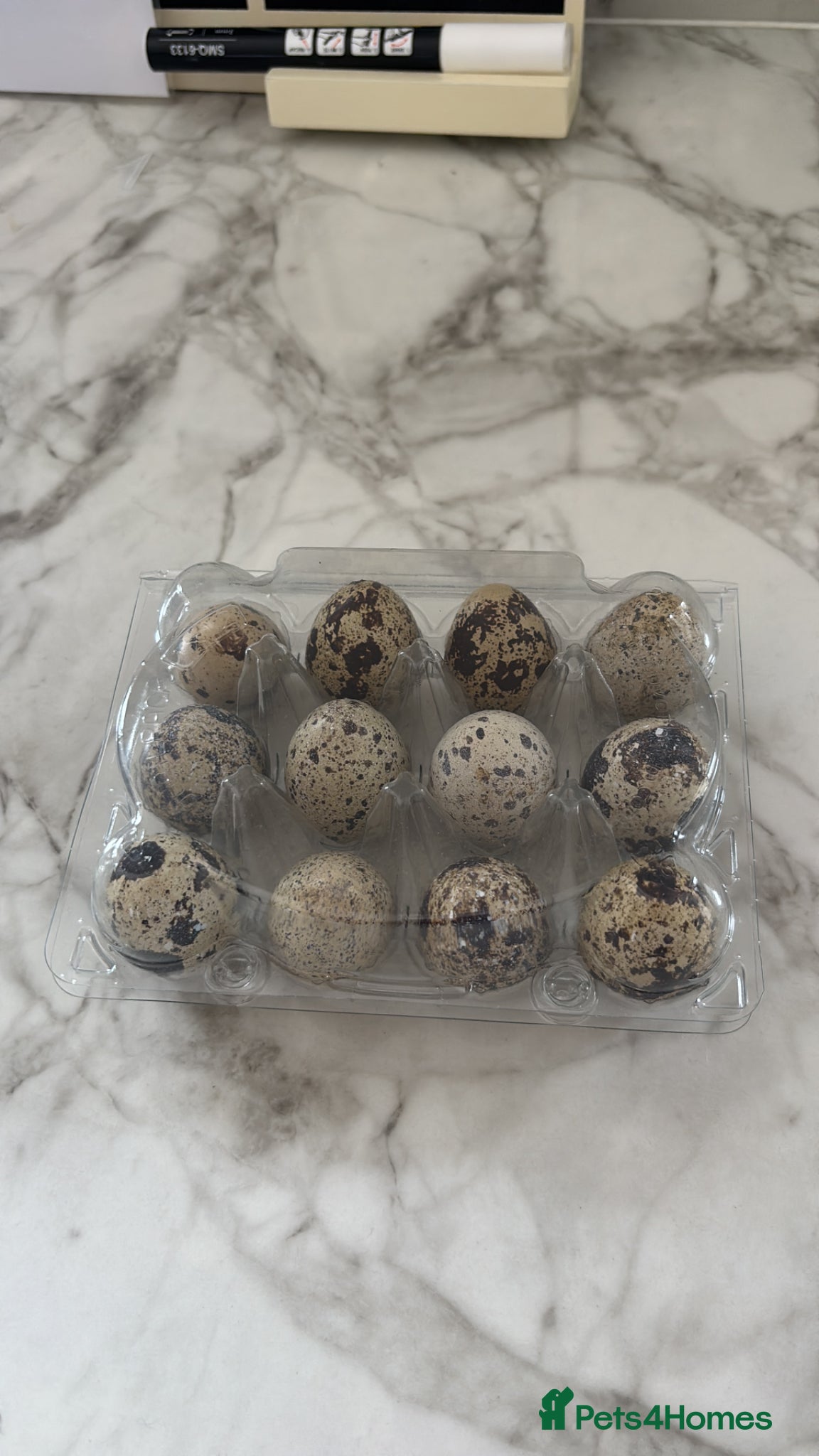 Quail poultry Coturnix quail eggs - Advert 1