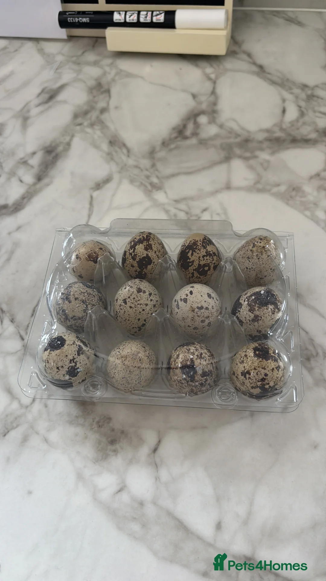 Quail poultry for sale: Coturnix quail eggs in Reading - Advert 1