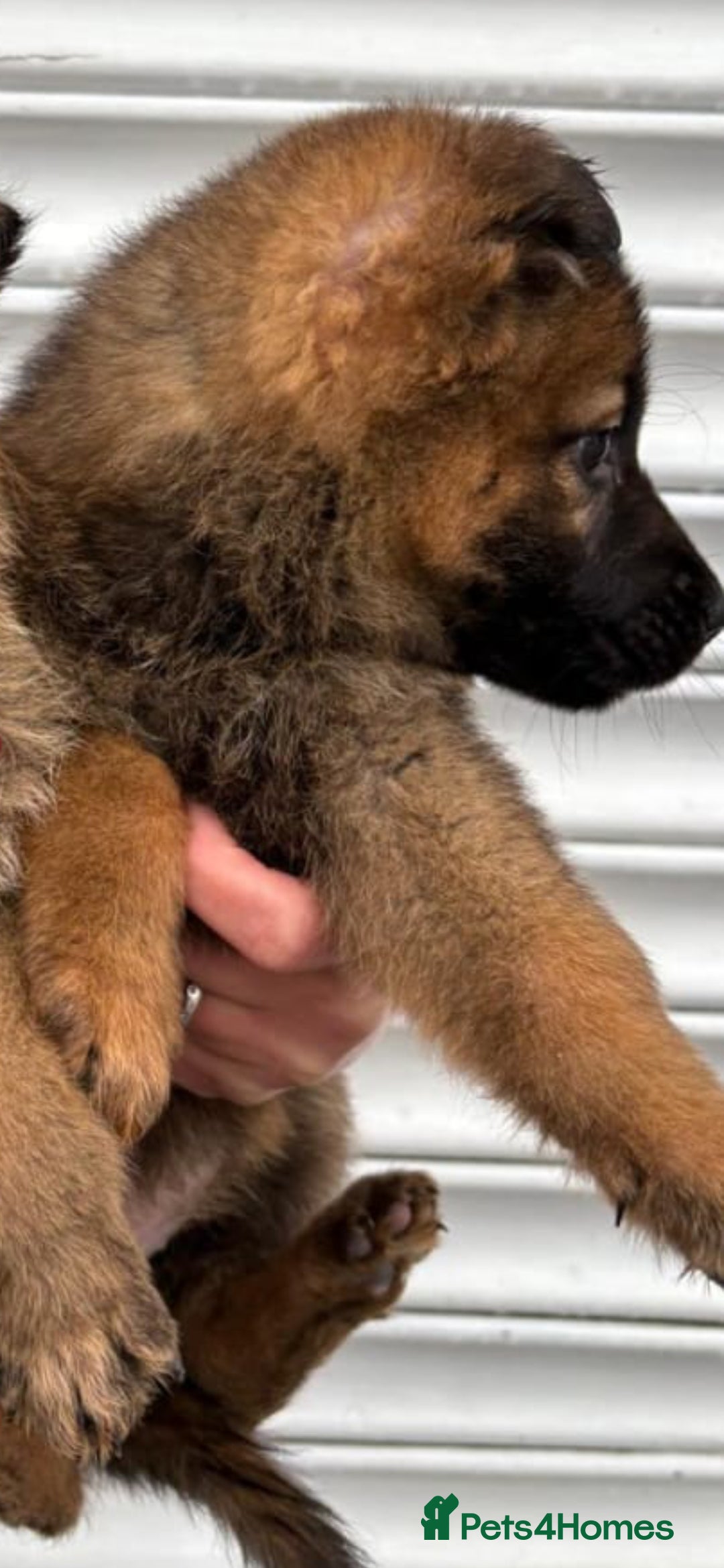 German Shepherd dogs Czech shepherd  - Advert 5