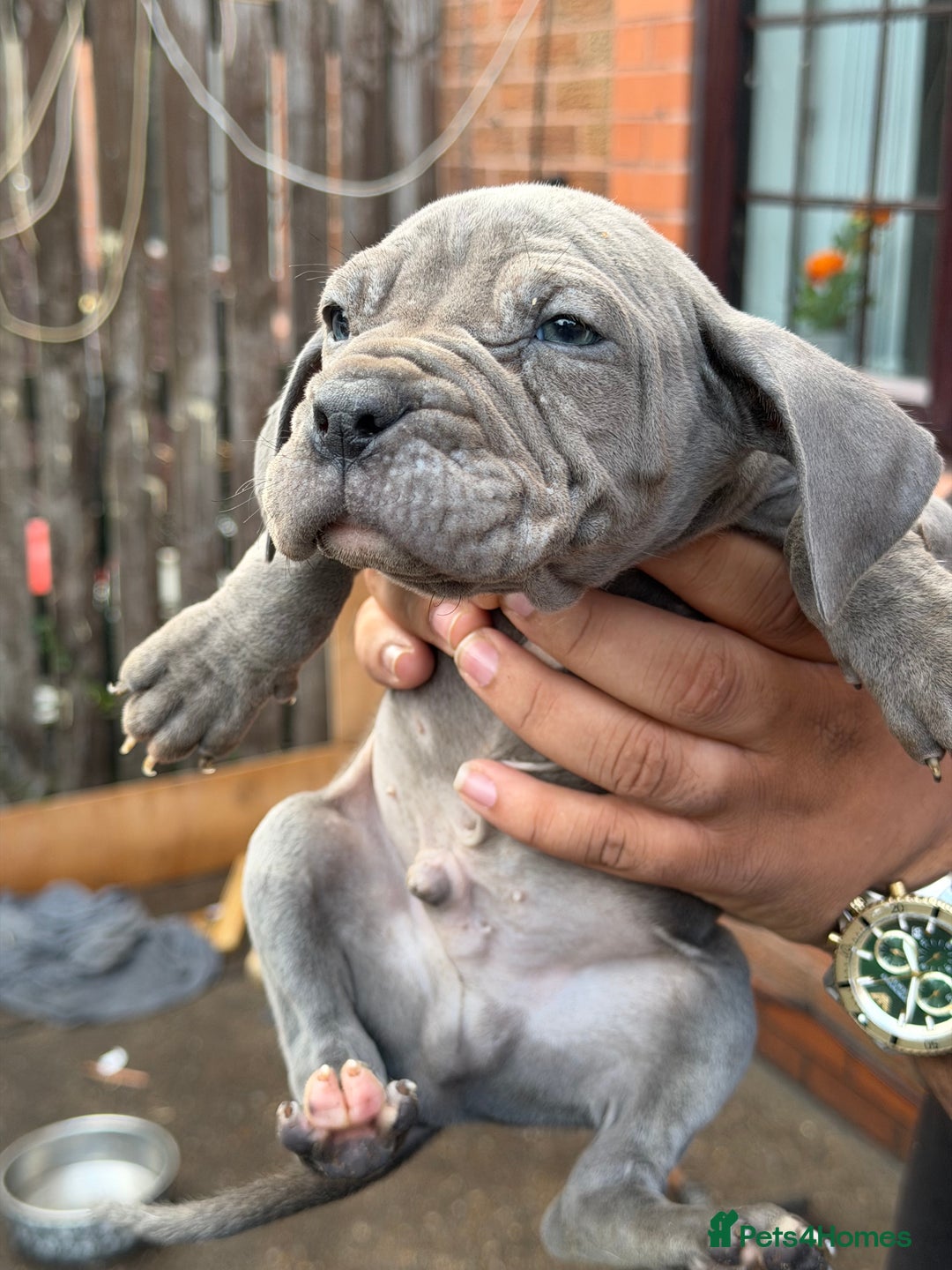 Mixed Breed dogs for sale: Old English cross, cane corsa  - Image 7