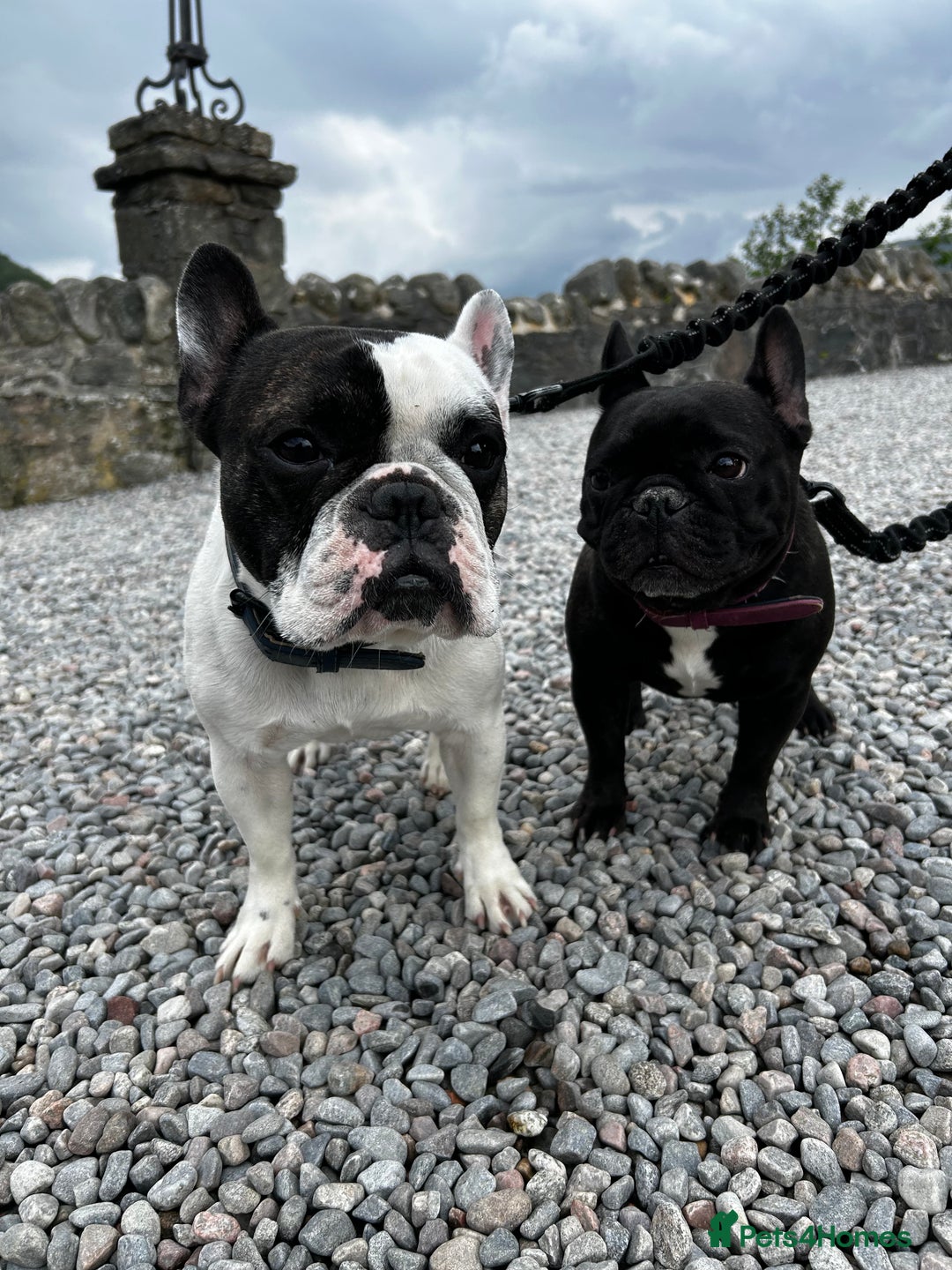French Bulldog dogs for sale: FrenchAngels 👼🏼🐾 - Image 31
