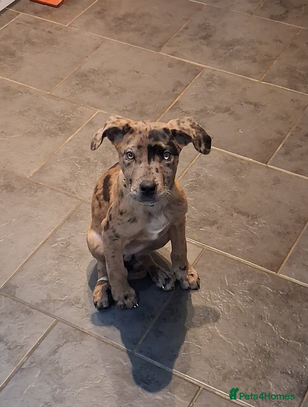 Mixed Breed dogs for sale: Stunning Mastiff x Girl Puppy - Advert 1