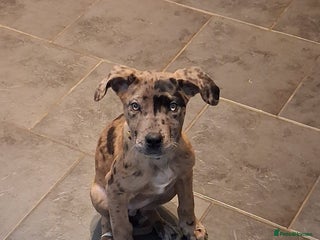 Mixed Breed dogs Stunning Mastiff x Girl Puppy - Advert 1