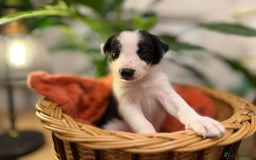 Border Collie dogs for sale: Pure Breed Boarder Collie Pups - Image 9