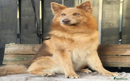 German Shepherd dogs for stud: Isabella & tan German shepherd stud dog - Image 3
