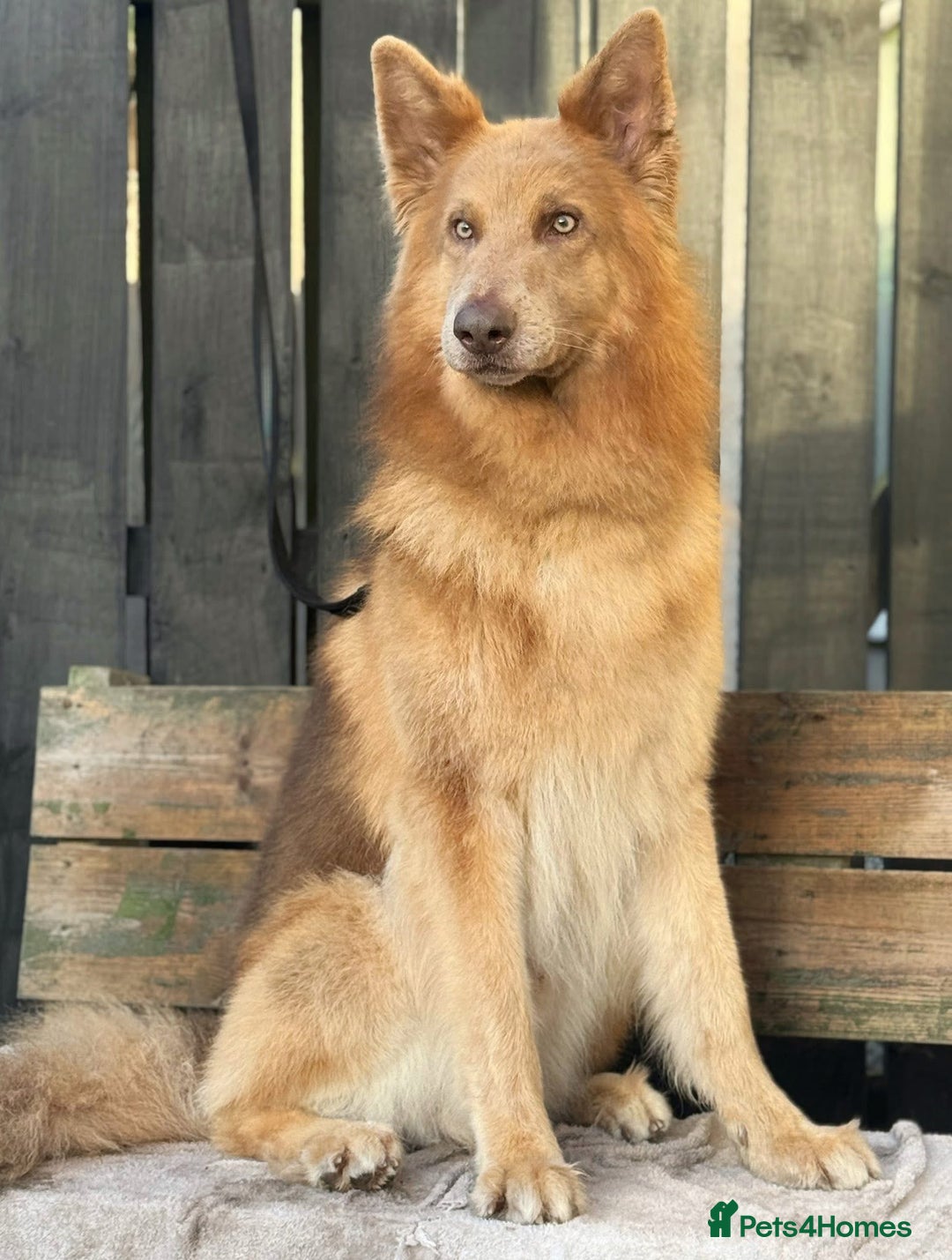 German Shepherd dogs for stud: Isabella & tan German shepherd stud dog - Image 3