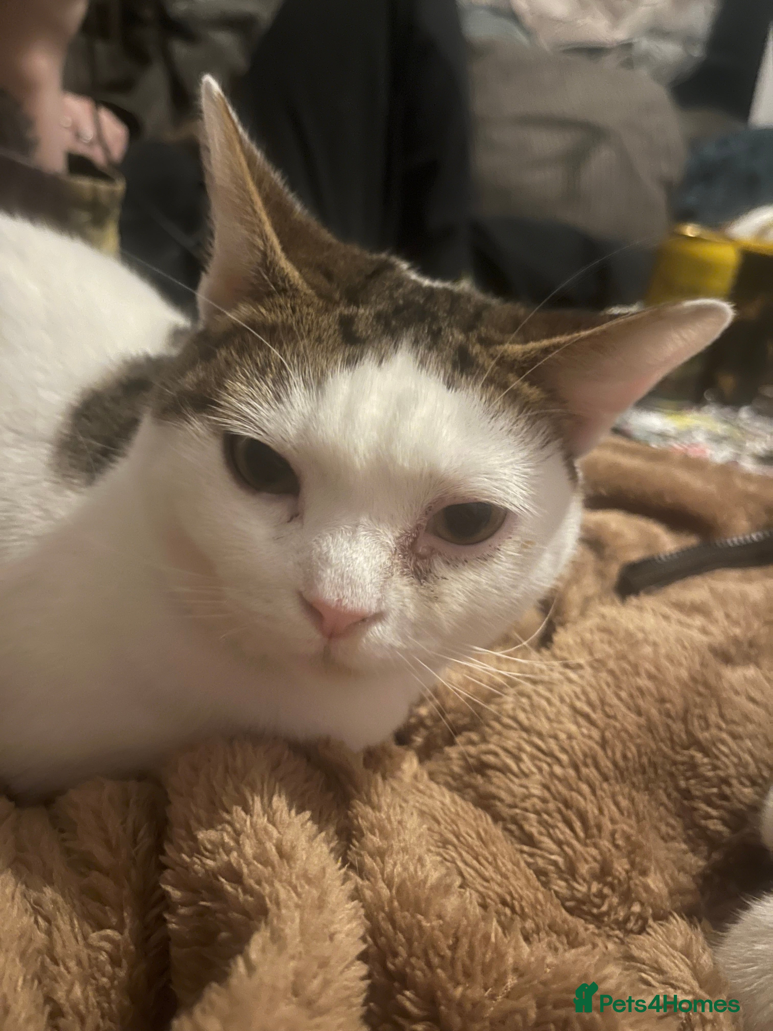 Mixed Breed cats babby - Advert 10