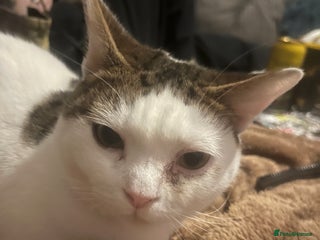 Mixed Breed cats babby - Advert 2