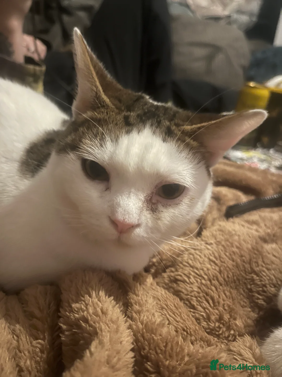 Mixed Breed cats for sale: babby - Advert 1