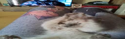 Ragdoll cats for sale: Pure bred beautiful Ragdoll kittens - Advert 10