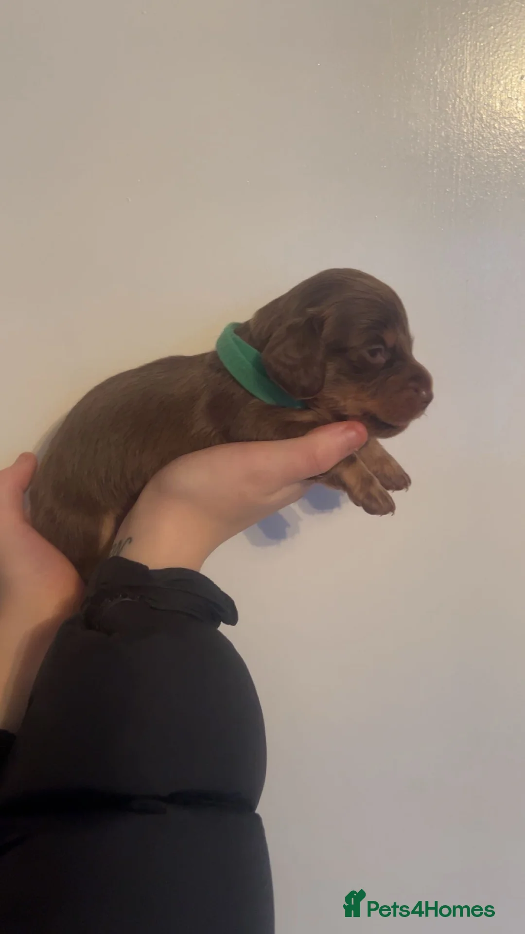 Miniature Dachshund dogs for sale: ‼️ LAST 3 READY TO LEAVE NOW ‼️ - Advert 9