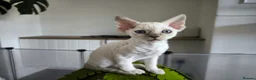 Devon Rex cats for sale: Devon Rex point💙blue eyes💙 - Advert 9