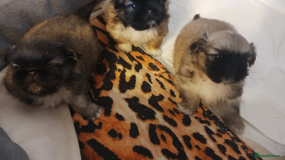 Pekingese dogs for sale: Pekingese puppies. Eastbourne - Advert 7
