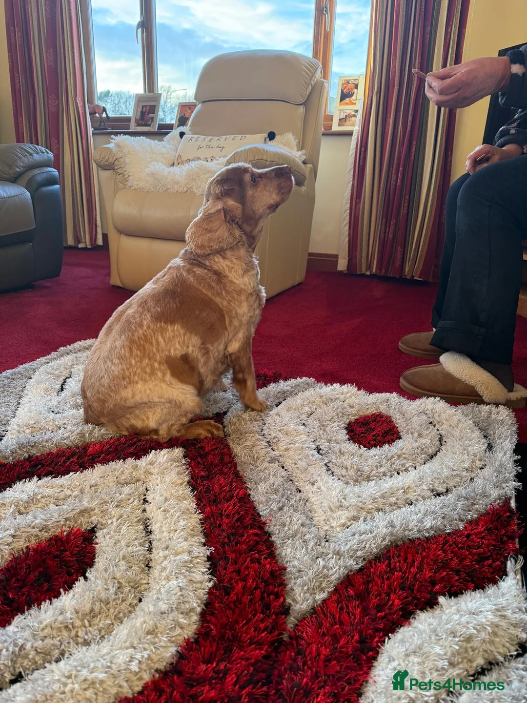 Cocker Spaniel dogs for sale: Female Show Cocker Spaniel - Advert 11