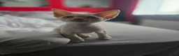 Devon Rex cats for sale: Beautiful Devon Rex Boy :) - Advert 3