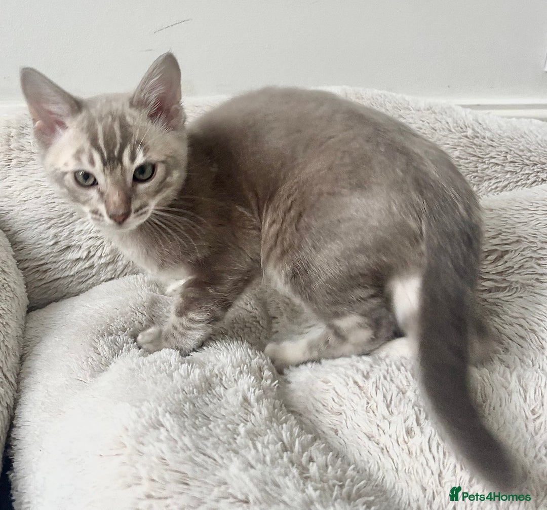 Bengal cats for sale: Pure Bengal kittens ready to go - Advert 6