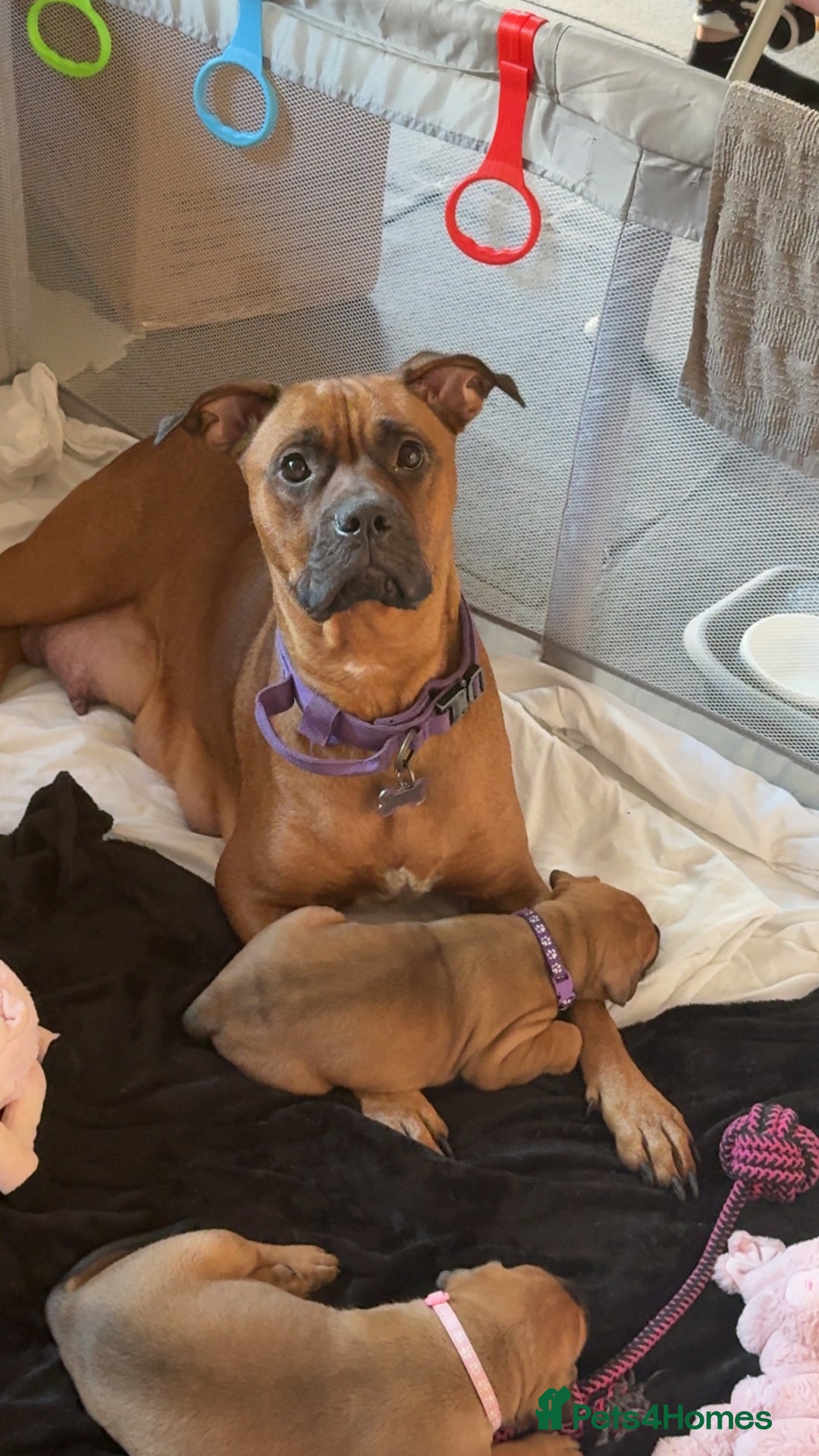 Mixed Breed dogs for sale: Bullmastiff x blue staffie last female pup!  - Advert 6