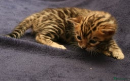 Bengal cats for sale: TICA Registered Bengal Kittens–Ready Nov 2025 🐾 - Image 22