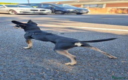 Russian Toy Terrier dogs for stud: Not Proven Stud Looking For Female  - Image 5