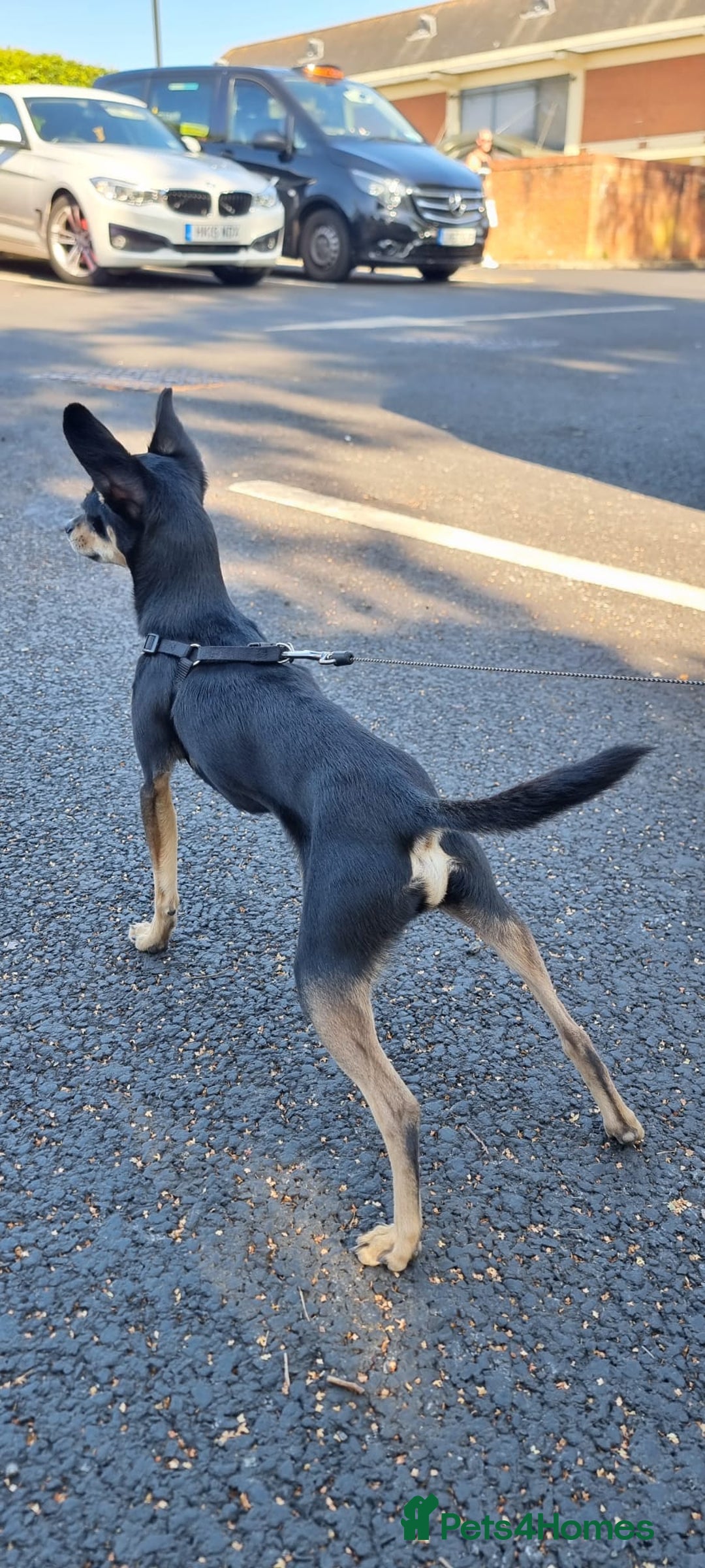Russian Toy Terrier dogs for stud: Not Proven Stud Looking For Female  - Image 5